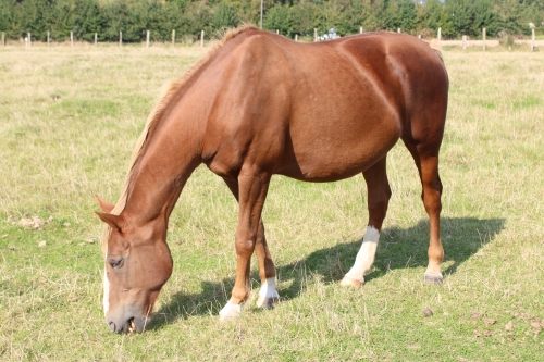 Photo du cheval