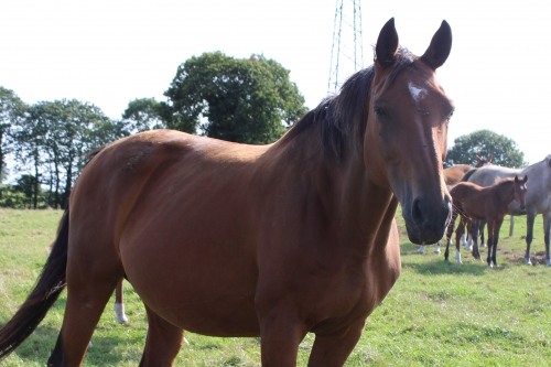 Photo du cheval