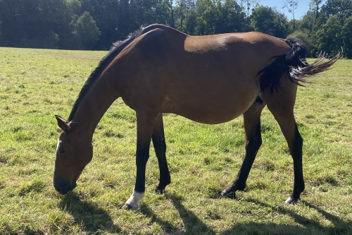 Photo du cheval