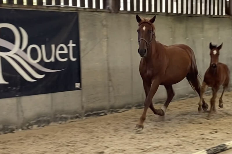 Concours régional de Foals à l'élevage du Rouet!