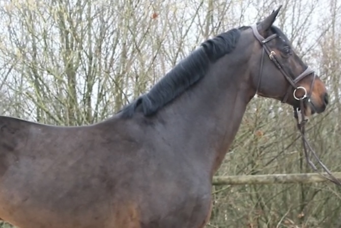 Dollar du Rouet sera présent au salon des étalons 2023!