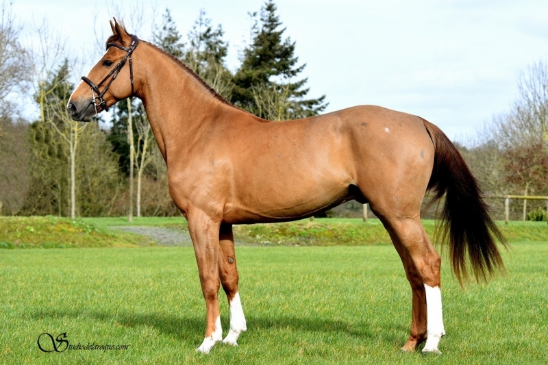 Bonne route à notre protégé Ginko Du Rouet!