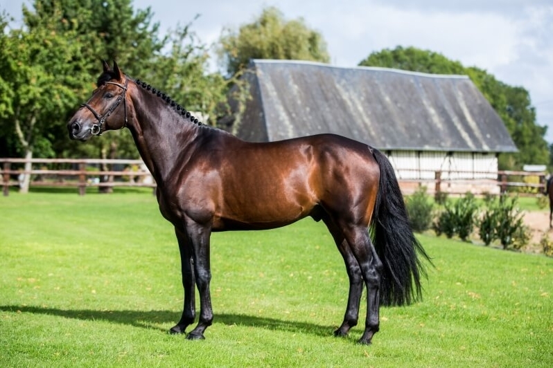 UP TO YOU*GFE à l'élevage du Rouet!!