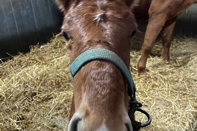 Le bal des naissances 2024 est ouvert à l'élevage du...