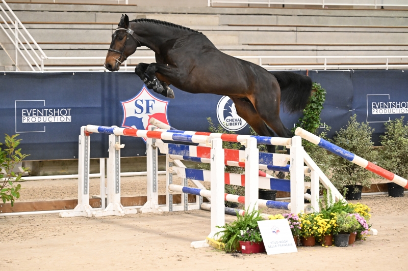 En route pour le salon des étalons 2025!