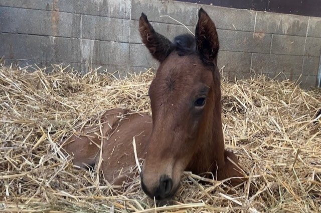 Le bal des naissances est ouvert par Glycine du Rouet !