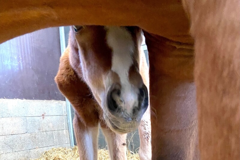 Les bébés arrivent doucement mais sûrement !